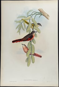 Gould - Rosy Pericrocotus