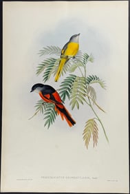 Gould - Grey-throated Pericrocotus
