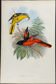 Gould - Great Pericrocotus