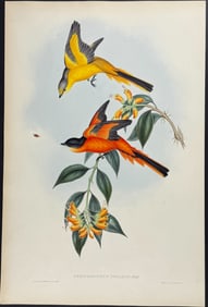 Gould - Yellow-throated Pericrocotus