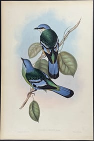 Gould - Green Cochoa