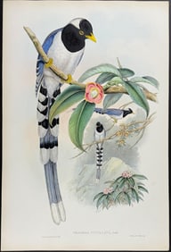 Gould - White-capped Blue Pie
