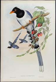 Gould - Great-billed Blue Pie