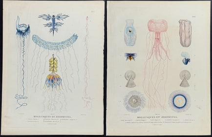 Peron & Freycinet - 3 Jellyfish or Sea Life Engravings