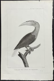 La Perouse - Hornbill (Calao de l'Ile de Waigiou). 11