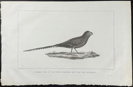 La Perouse - Ground Parrot, Australia or New Holland (Perruche a Taches Noires du Cap de Diemen). 10