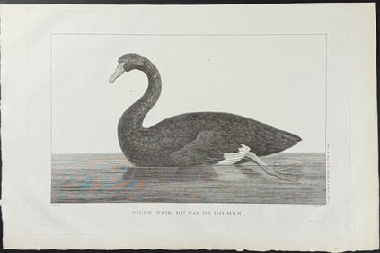 La Perouse - Black Swan, Australia or New Holland (Cigne noir du cap de Diemen). 9