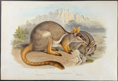 Gould, Australia - Yellow-footed Rock Wallaby