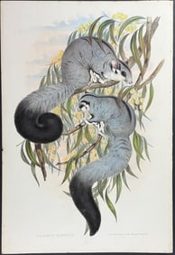 Gould, Australia - Sugar Glider or Squirrel-like Belideus
