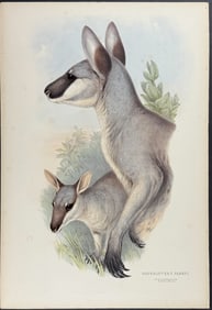 Gould, Australia - Parry's Wallaroo