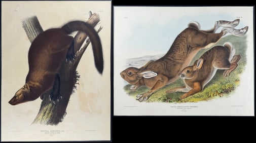 Audubon, Imperial Folio - Pair of Quadruped Lithographs