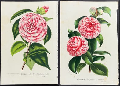 Van Houtte - 5 Camellia Prints