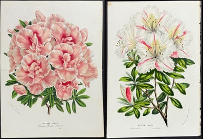 Van Houtte - 8 Azalea Prints