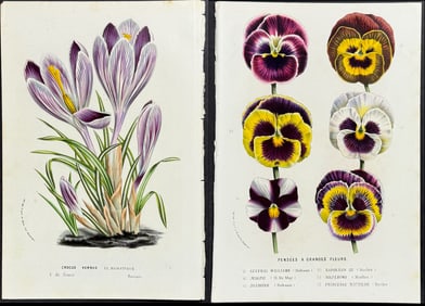 Van Houtte - 5 Botanical Prints