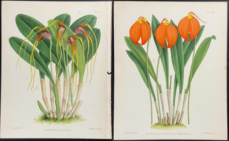 Warner - 4 Orchid Prints (Masdevallia)