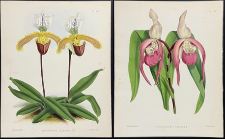 Warner - 3 Lady's Slipper Orchid Prints (Cypripedium)