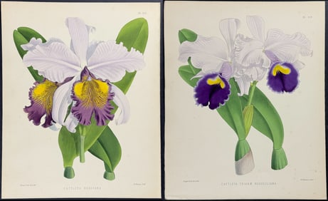 Warner - 4 Orchid Prints