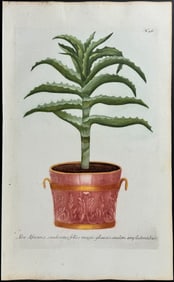 Weinmann - Aloe. 46