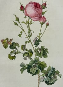 Redoute, Folio - Rose - Rosa centifolia bipinnata