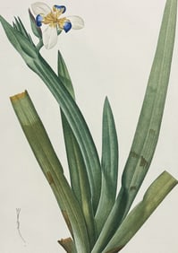 Redoute, Folio - Walking Iris (Moraea Vaginata)