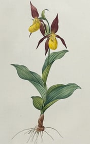 Redoute, Folio - Lady's Slipper Orchid (Cypripedium Calceolus)