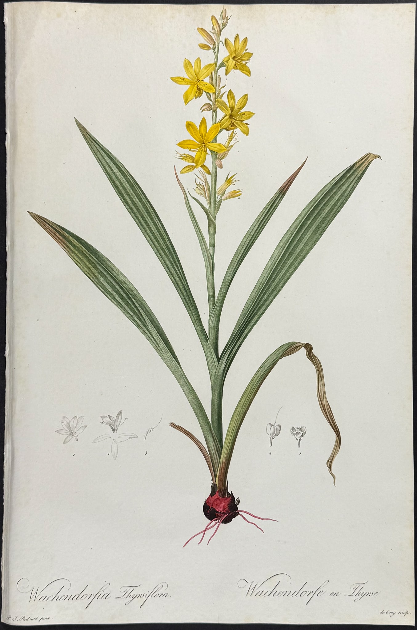 Redoute, Folio - Marsh Butterfly Lily (Wachendorfia Thyrsiflora) (1 of 1)