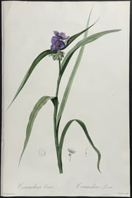 Redoute, Folio - Whitemouth Dayflower (Commelina Erecta)