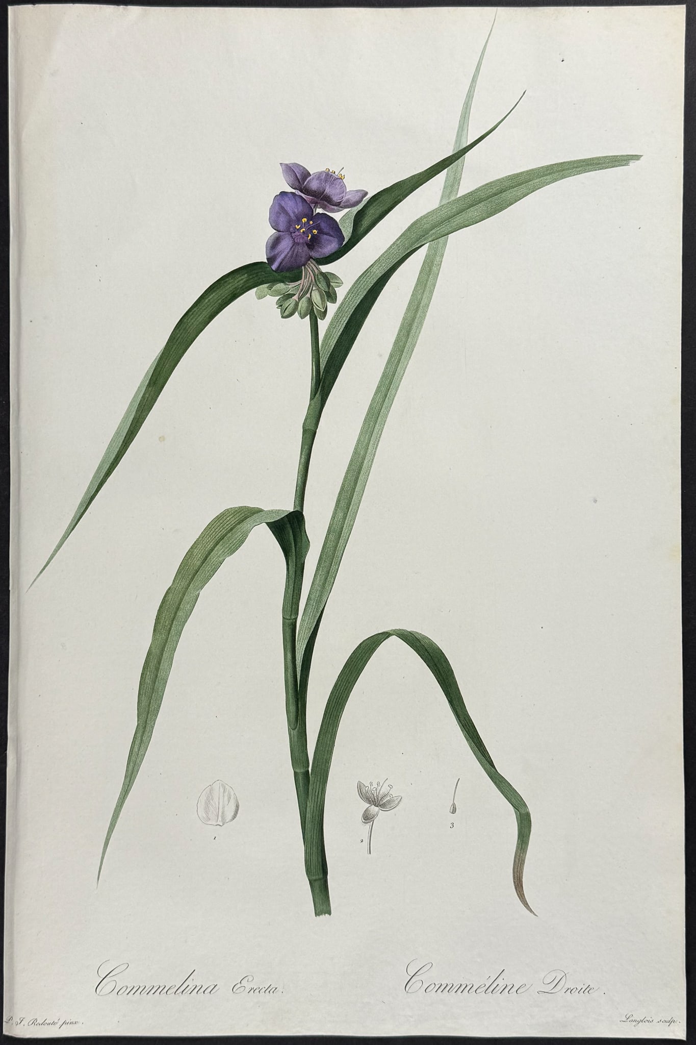 Redoute, Folio - Whitemouth Dayflower (Commelina Erecta) (1 of 1)