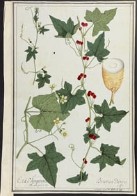 Original Watercolor of Bryony (Brionia dioica) after Ledelmaier for Jacquin (according to Linnaeus
