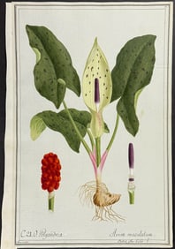 Original Watercolor of Cuckoo-Pint or Jack-in-the-Pulpit (Arum maculatum) after Brummer for Curtis