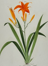 Original Watercolor of Lily