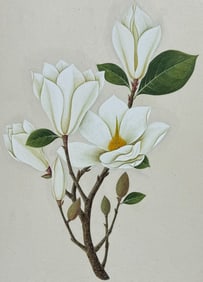 Original Watercolor of Magnolia