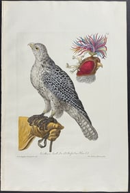Knorr, Folio - Falcon with Trainer & Hood