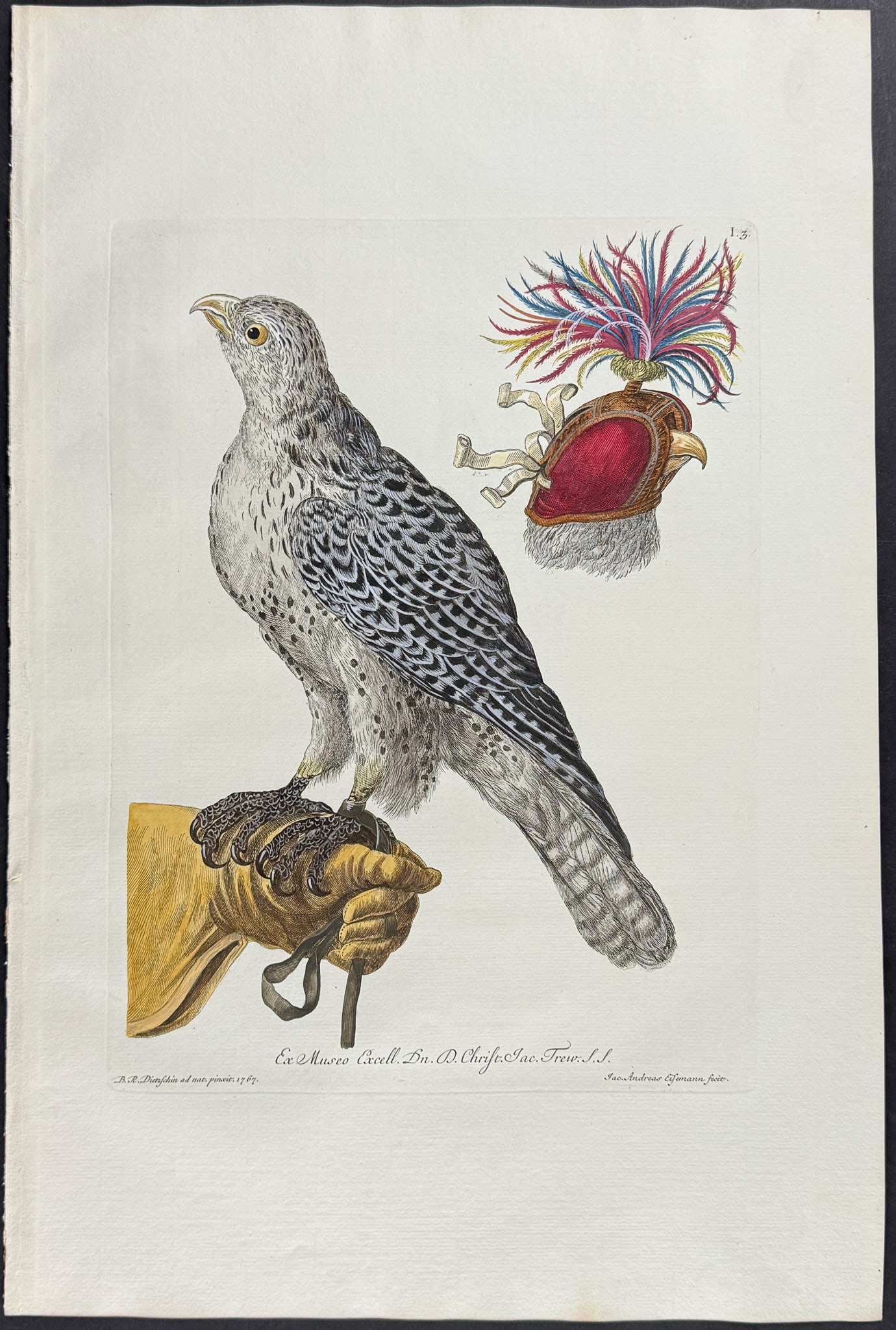 Knorr, Folio - Falcon with Trainer & Hood (1 of 1)