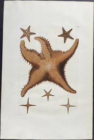 Knorr, Folio - Starfish