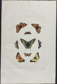 Knorr, Folio - Butterflies or Moths