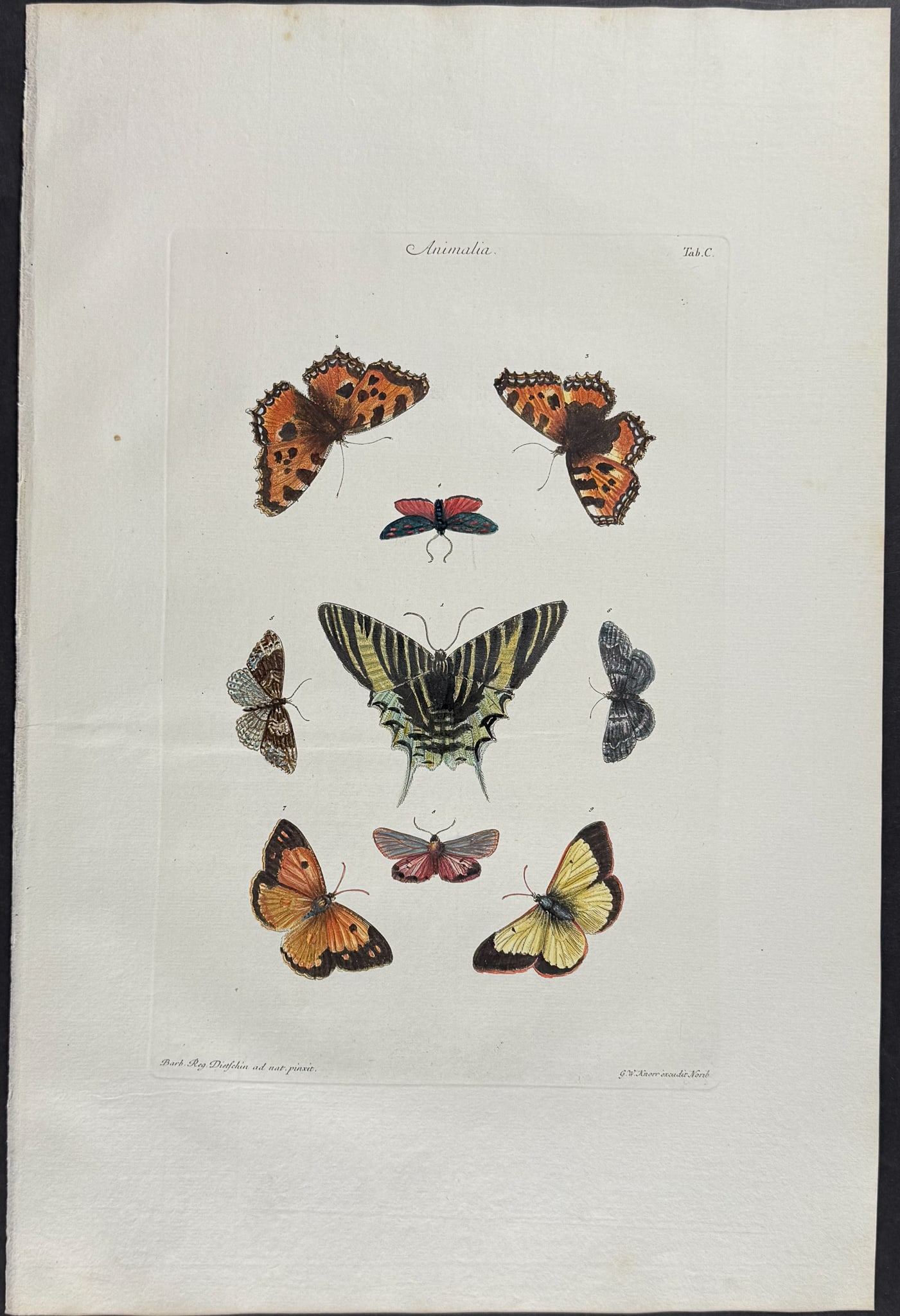 Knorr, Folio - Butterflies or Moths (1 of 1)