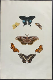 Knorr, Folio - Butterflies or Moths