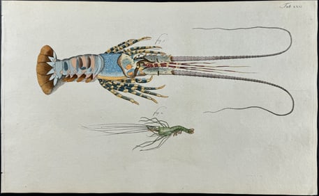 Herbst - Crustaceans