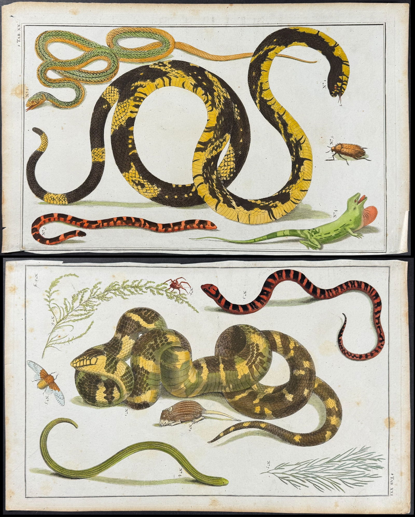 Seba - 6 Snake Engravings (1 of 7)