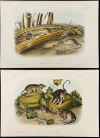 Audubon - 4 Rat & Mouse Lithographs