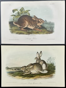 Audubon - 4 Hare Lithographs