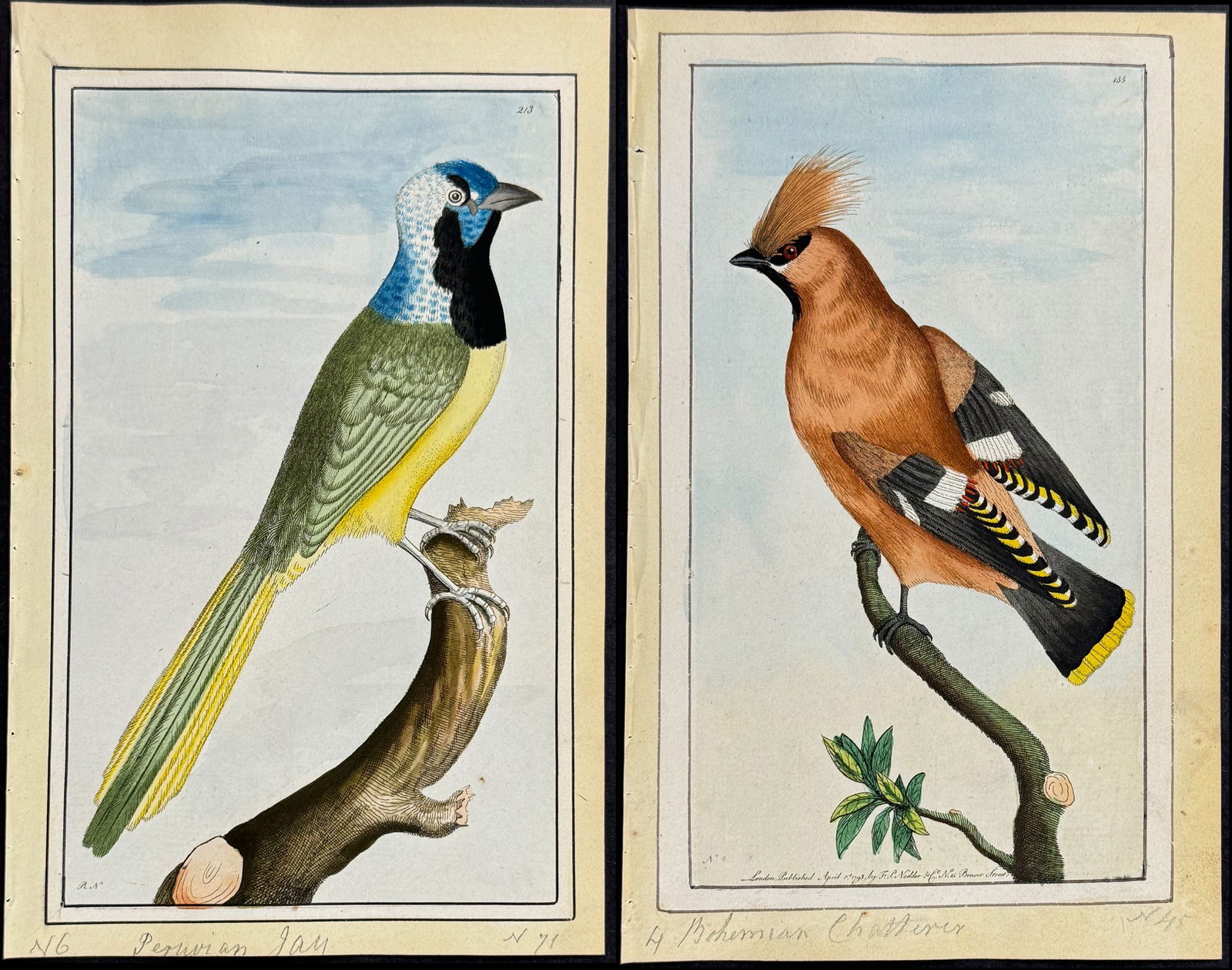 Nodder - 6 Bird Watercolors (1 of 7)