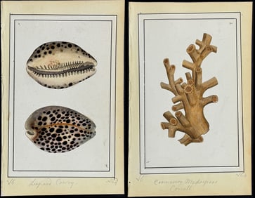 Nodder - 6 Sea Life Watercolors