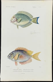 Cuvier - Tang, Fish. 71