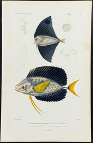 Cuvier - Fish. 66