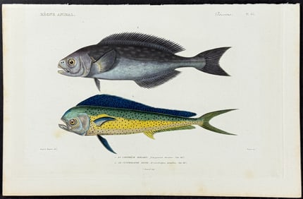 Cuvier - Mahi-Mahi or Dolphinfish & Blackfish. 65