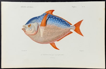 Cuvier - Opah. 61