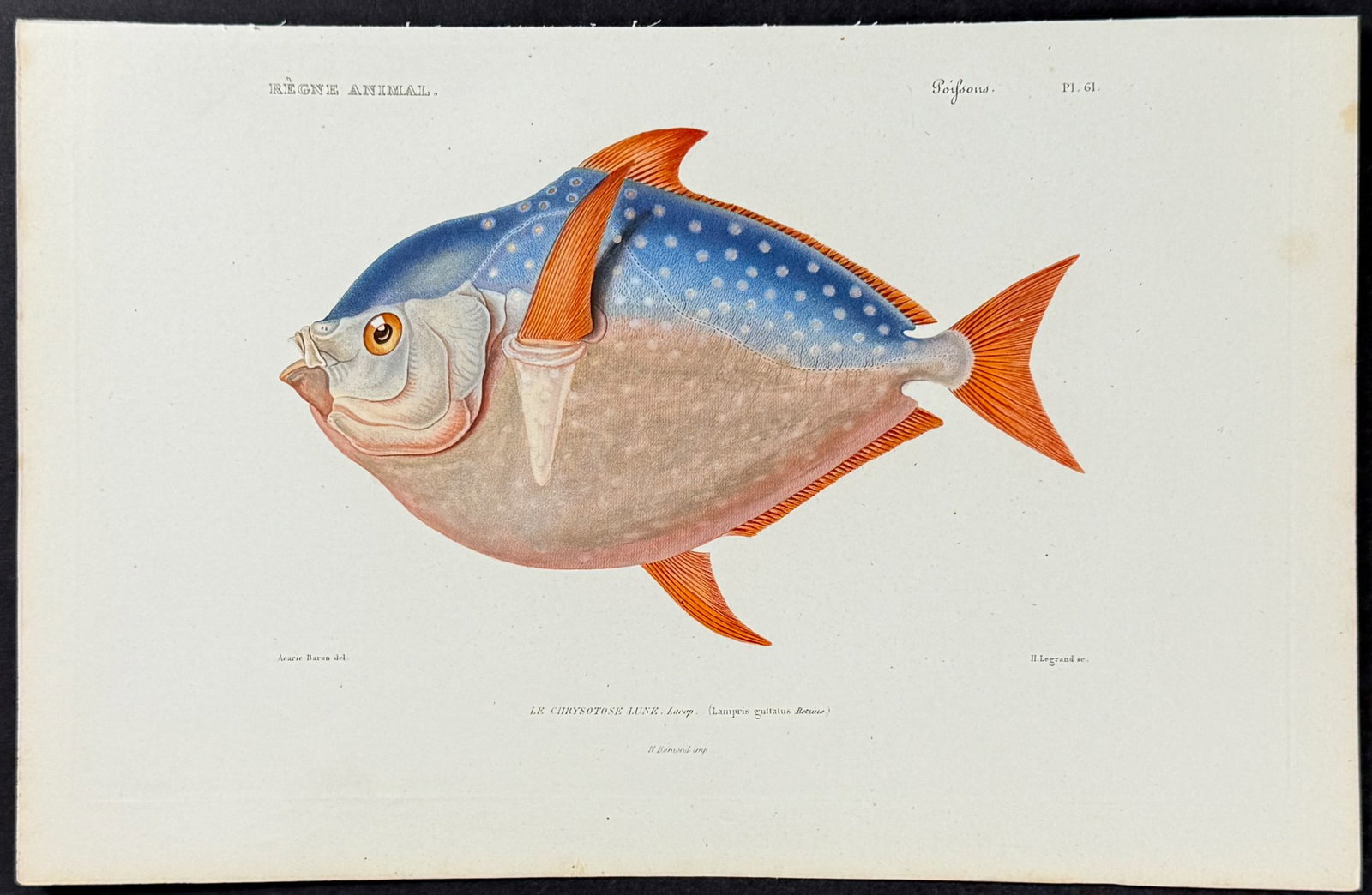 Cuvier - Opah. 61: This hand-colored engraving is from Georges Cuvier's Le Regne Animal Distribue d?apres son Organisation or The Animal Kingdom, Distributed According to Its Organization. The prints from this work feat