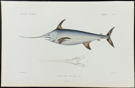 Cuvier - Swordfish. 50